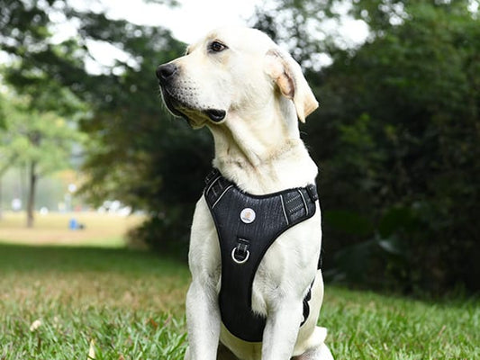 Collar de Perro Perchero Raza Mediana