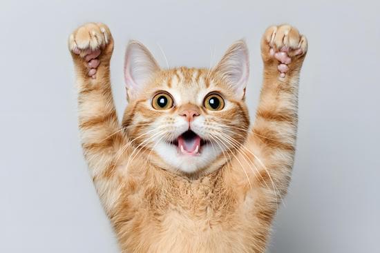 GATOS