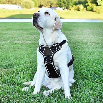 Collar de Perro Perchero Raza Mediana