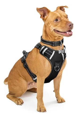 Collar de Perro Perchero Raza Mediana